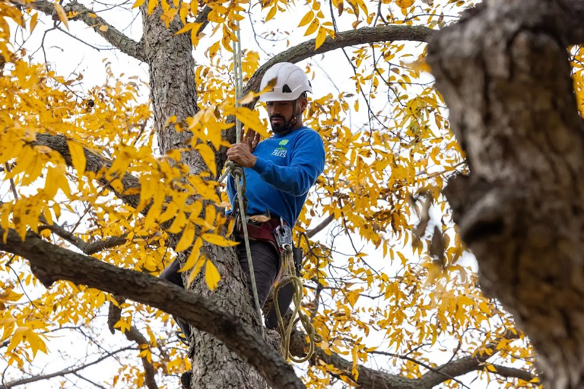 Skilled Tree Planing crew working in Hobbs